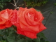 img0016.jpg