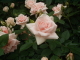 img0017.jpg