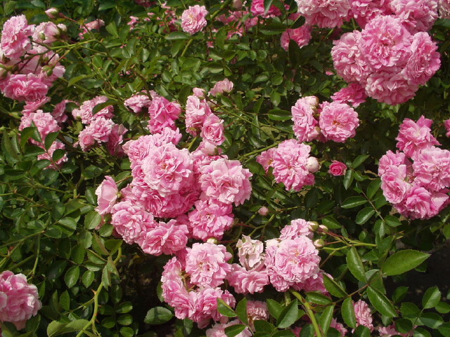 img0005.jpg