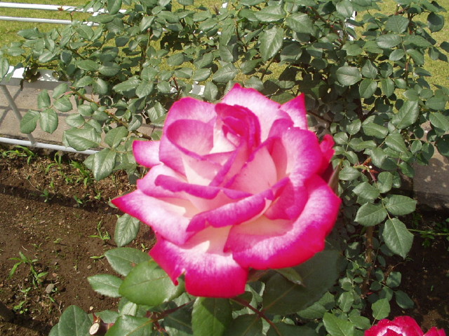 img0006.jpg