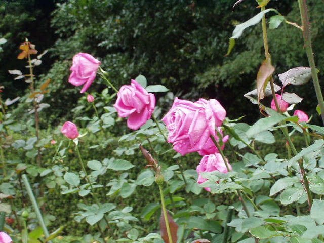 img0031.jpg