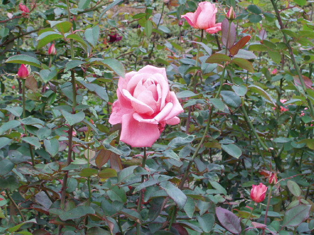 img0038.jpg