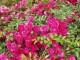 img0004.jpg
