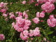 img0005.jpg