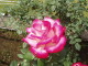 img0006.jpg