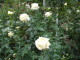 img0030.jpg