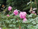 img0031.jpg
