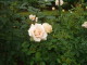 img0033.jpg