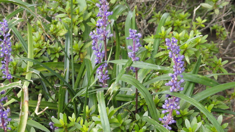 img0009.jpg