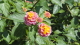 img0005.jpg