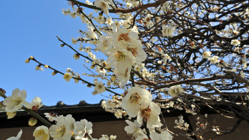 img0036.jpg