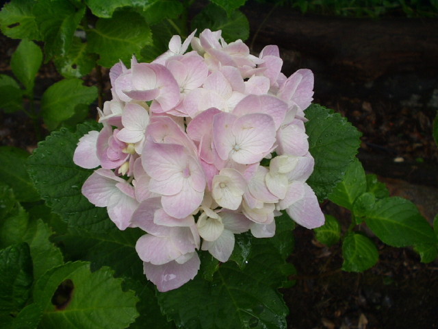 img0008.jpg