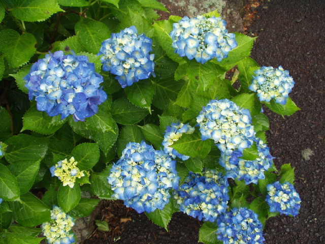img0009.jpg