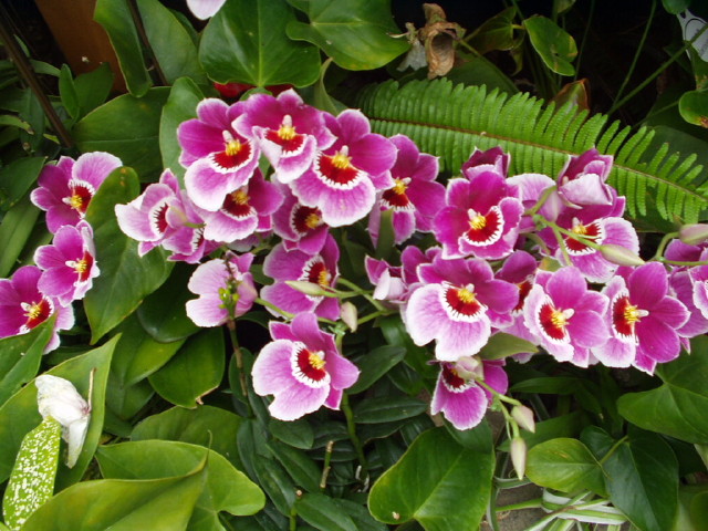 img0017.jpg
