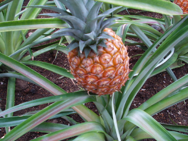 img0018.jpg
