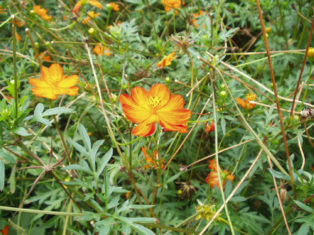 img0015.jpg