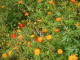img0019.jpg