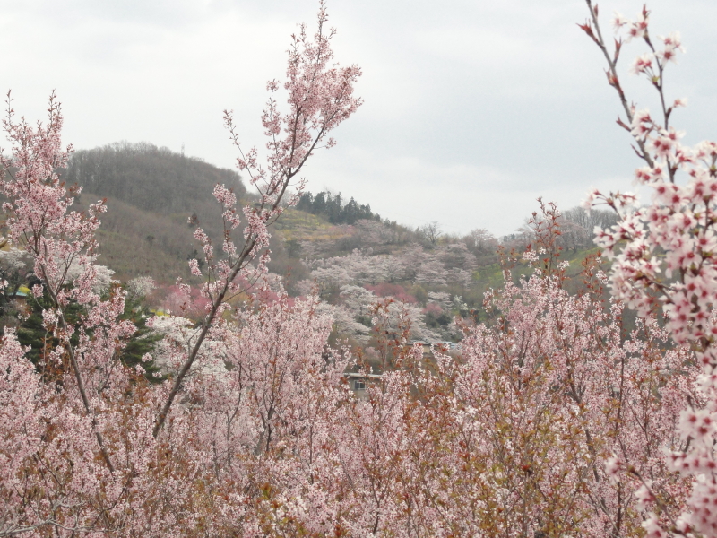 img0010.jpg