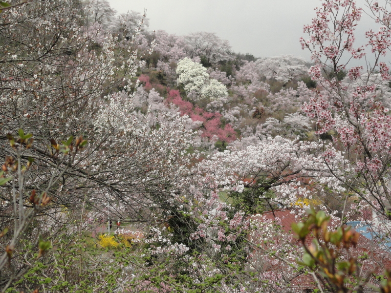 img0029.jpg