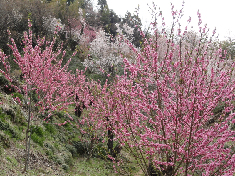 img0033.jpg