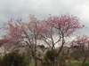 img0005.jpg