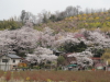 img0009.jpg