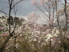 img0030.jpg