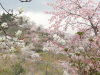 img0031.jpg