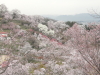 img0036.jpg