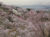 img0037.jpg
