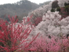 img0045.jpg