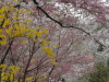 img0050.jpg