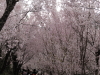 img0051.jpg