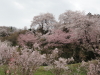 img0061.jpg
