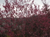 img0063.jpg