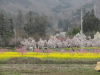 img0078.jpg