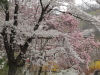 img0080.jpg