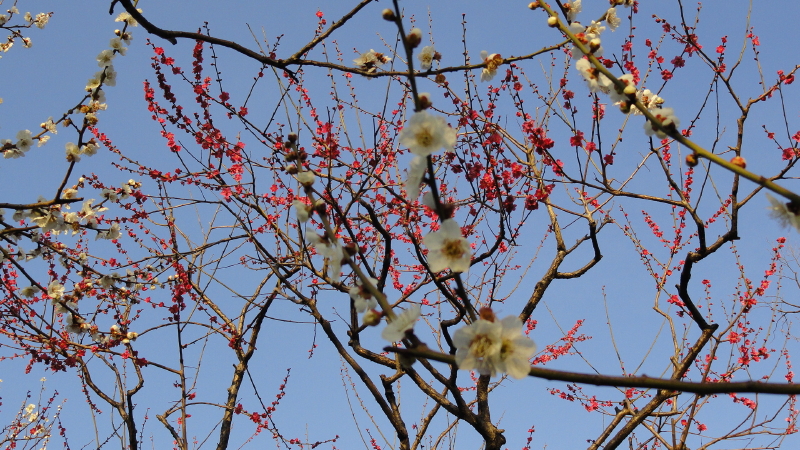 img0009.jpg