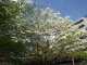 img0003.jpg