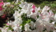 img0003.jpg