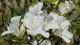 img0014.jpg