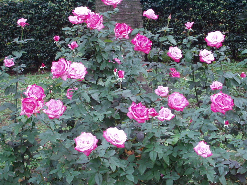 img0019.jpg
