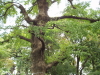 img0014.jpg