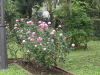 img0018.jpg