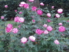 img0019.jpg