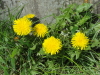 img0041.jpg