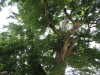img0009.jpg