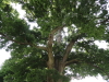 img0010.jpg