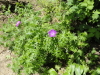 img0086.jpg