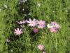 img0018.jpg
